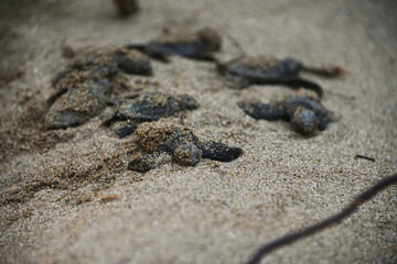 Newborn caretta carettas 