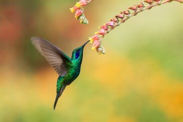 Green violetear, Colibri thalassinus, hovering next to red flower in garden, bird from mountain...