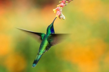 Green violetear, Colibri thalassinus, hovering next to red flower in garden, bird from mountain...