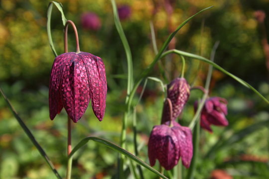 A group of Fritillaria meleagris plants with blossoms- one as closeup. Garden scenery as background.