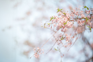 Beautiful cherry blossom; Sakura in spring time over blue sky in Kyoto, Japan