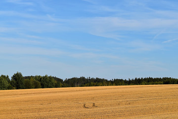 Obraz premium Rural landscape with agricultural fields. The field is harvested. Landscape at sunset.