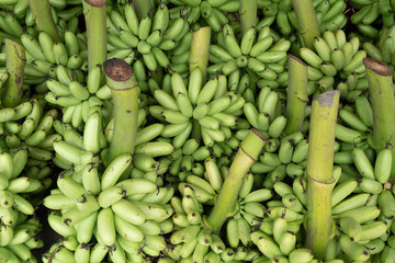 background of green lady finger banana