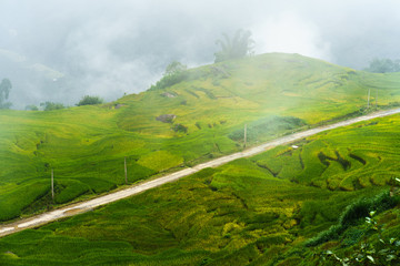 Terraced rice field landscape in harvesting season with low clouds in Y Ty, Bat Xat district, Lao Cai, north Vietnam