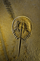Fossil - Urzeit © FreierAlsJeder