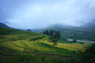 Terraced rice field landscape in harvesting season with low clouds in Y Ty, Bat Xat district, Lao Cai, north Vietnam