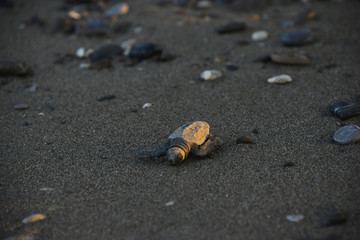 One baby caretta caretta
