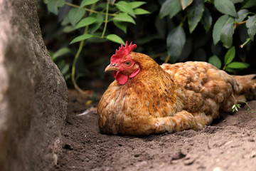 Full body of domestic gold hen on the farm