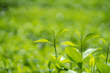Green tea leaves in a tea plantation.