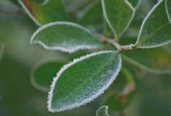A very icy morning scene with frost formation, at sunrise at a public city park
