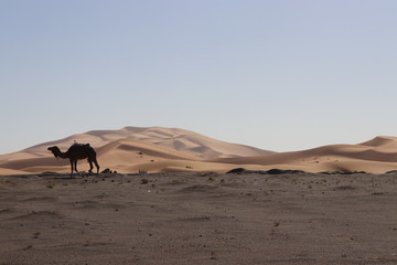 Fototapeta na wymiar sahara desert,Merzouga,Camel,サハラ砂漠,モロッコ,ラクダ