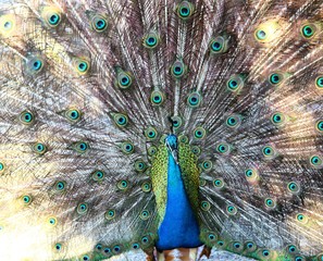 The Amazing peacock