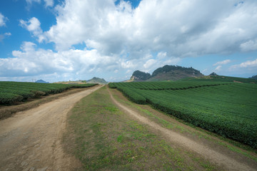 Tea plantation landscape on clear day. Tea farm with blue sky and white clouds.