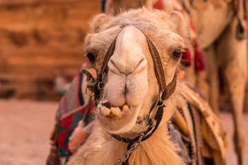 Close-up view Camel's head, Jordan