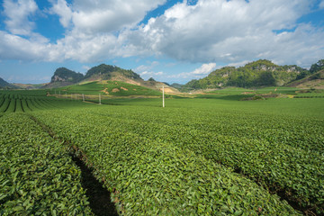 Tea plantation landscape on clear day. Tea farm with blue sky and white clouds.