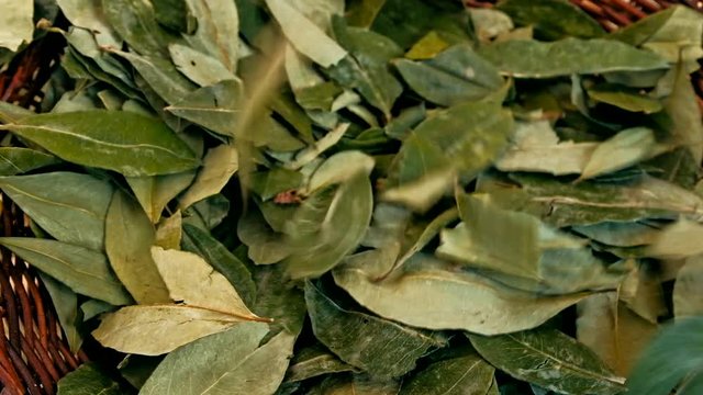 sorting dried coca leafs in a small woven basket