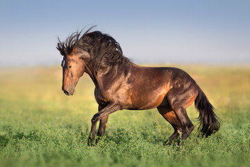 Fototapeta na wymiar Bay horse with long mane run gallop on green field
