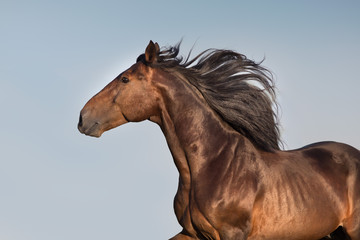 Fototapeta na wymiar Bay horse with long mane portrait