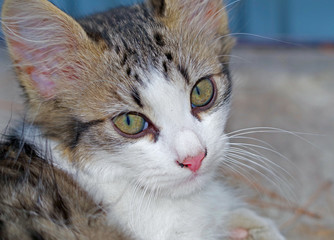 portrait of a beautiful kitten