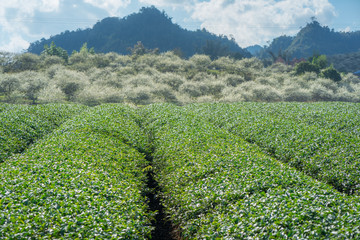Tea plantation landscape on clear day. Tea farm with blue sky and white clouds.
