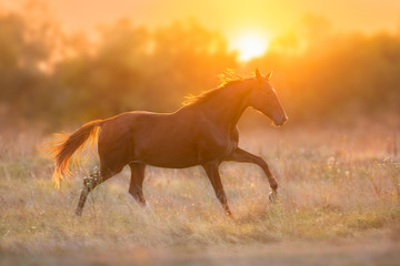 Red horse run in sunset light