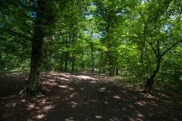 beautiful green forest
