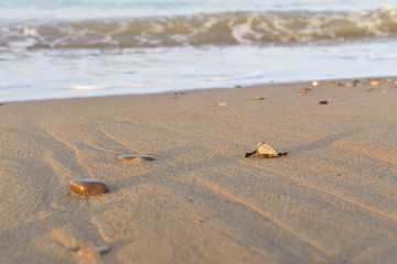 Baby Caretta Walking 
