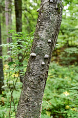 forest trees in the woods