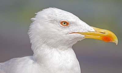 portrait of big seagull