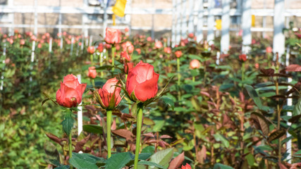 close-up of a rose on a blurred floral background in a greenhouse