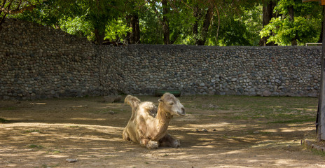 Fototapeta premium a brown camel on the grass
