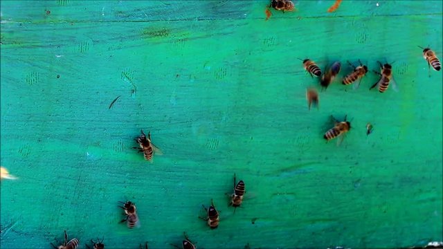 honey bees on a wooden wall

