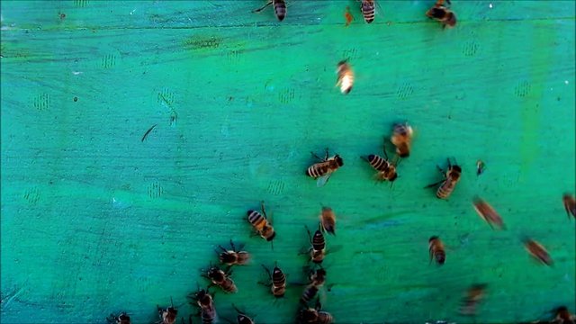 honey bees on a wooden wall

