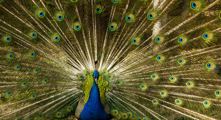 Fototapeta premium peacock male with open tail