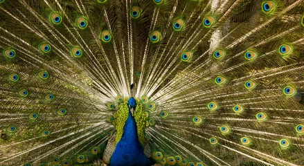Fotobehang peacock male with open tail © Natalya