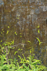 Green ferns and moss cover on old wall