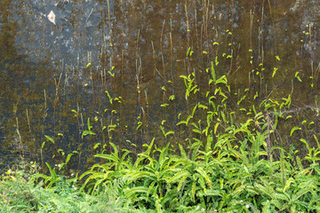 Green ferns and moss cover on old wall