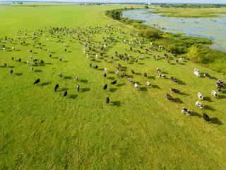 Vue aérienne de drone, un troupeau de vaches paissant dans les prés près de la rivière.