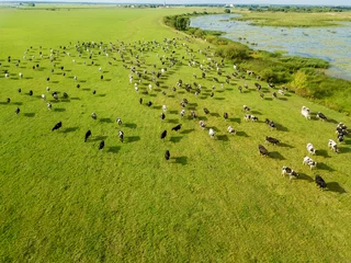 Crédence de cuisine en verre imprimé Vache Vue aérienne de drone, un troupeau de vaches paissant dans les prés près de la rivière.