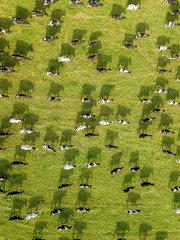 Aerial drone view, a herd of cows grazing in meadows near the river.