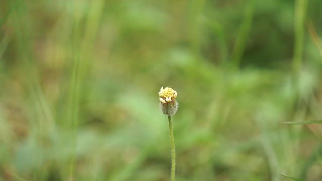 Little wild grass flower standing alone among evergreen leaves of grasses.