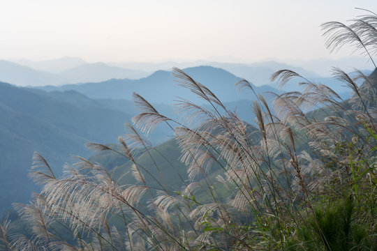 Reed grass fields with mountain on background
