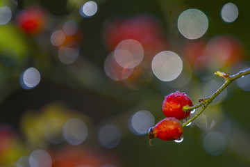 Ripe berry of a dogrose on a bush with beautiful blurred background.Fruit of wild roses. Background of soft bokeh. Close-up.