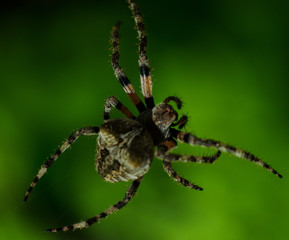 spider