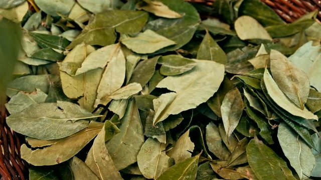 sorting dried coca leafs in a small woven basket