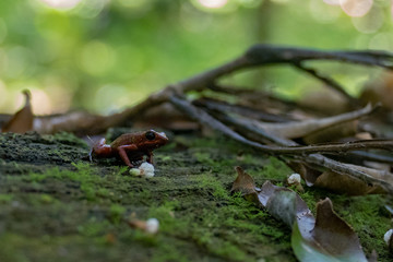 Red dart-poison frog in Manzanillo Costa Rica