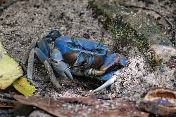 Blue crab in Cahuita Costa Rica