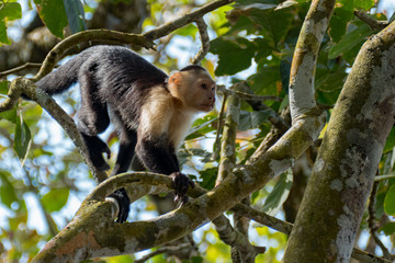 Capuchin monkey in Cahuita Costa Rica