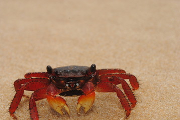 red crab