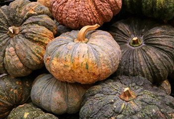 Pile of dark color and rough peel pumpkins in the harvest season 